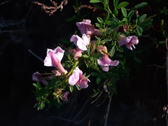 Chamaecytisus purpureus