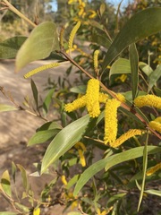 Acacia julifera
