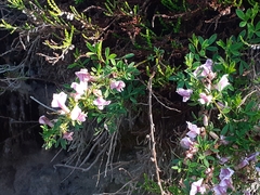 Chamaecytisus purpureus