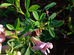 Chamaecytisus purpureus