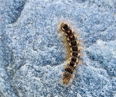 Euproctis chrysorrhoea