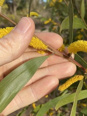 Acacia julifera