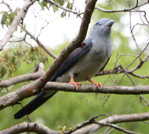 Cuckoo-roller