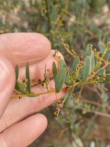 Image of Acacia buxifolia by (c) Greg Tasney, some rights reserved (CC BY-SA)