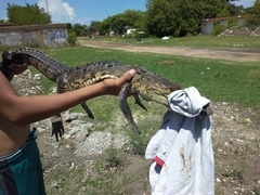 Crocodylus moreletii