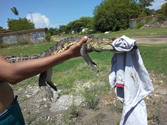 Crocodylus moreletii