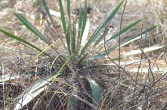 Yucca filamentosa image