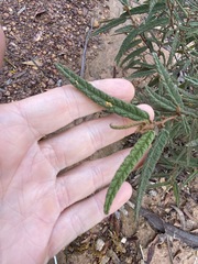 Seringia corollata