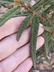 Seringia corollata