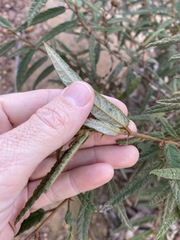 Seringia corollata