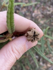 Seringia corollata