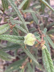 Seringia corollata