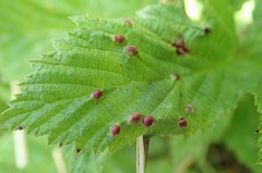 Dasineura ulmaria