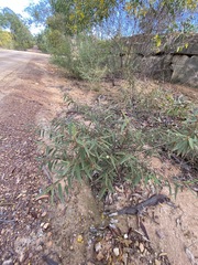 Seringia corollata