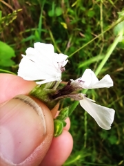 Microbotryum lychnidis-dioicae