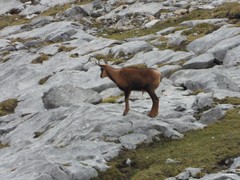 Rupicapra pyrenaica parva