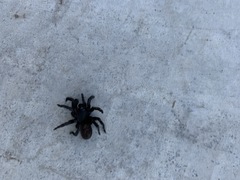 Seqocrypta jakara