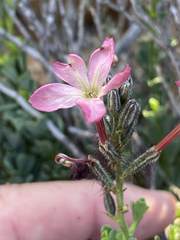 Plumbago tristis