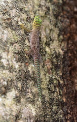 Phelsuma standingi