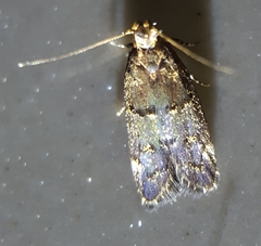 Ancylometis mulaella
