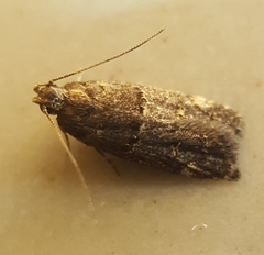 Ancylometis mulaella