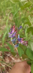 Vicia venosa baicalensis