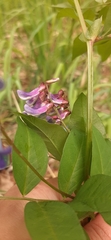 Vicia venosa baicalensis