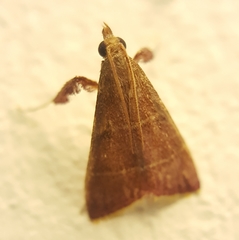 Parachma lequettealis