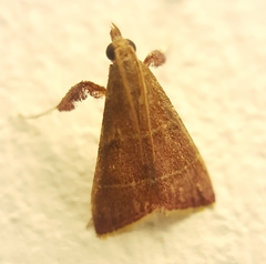 Parachma lequettealis