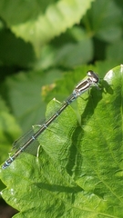 Coenagrion puella
