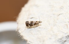 Tebenna micalis