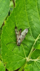 Rhagio scolopaceus