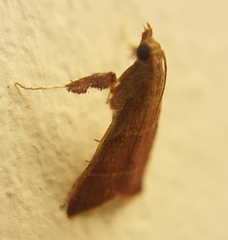 Parachma lequettealis