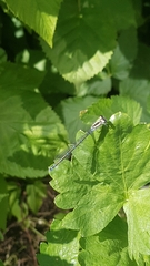 Coenagrion puella