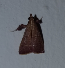 Parachma lequettealis