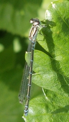 Coenagrion puella