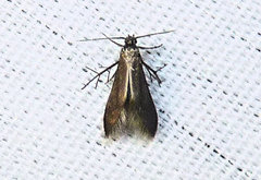 Schreckensteinia erythriella