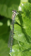 Coenagrion puella
