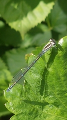 Coenagrion puella