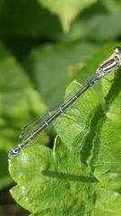 Coenagrion puella