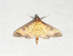 Ategumia ebulealis