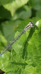 Coenagrion puella