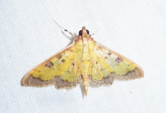 Ategumia ebulealis