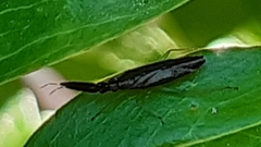 Heterotoma planicornis