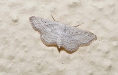 Idaea elongaria