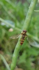 Episyrphus balteatus