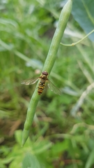 Episyrphus balteatus