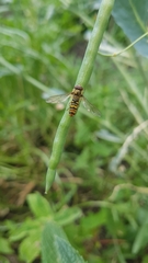 Episyrphus balteatus