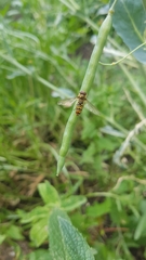 Episyrphus balteatus