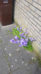 Campanula persicifolia